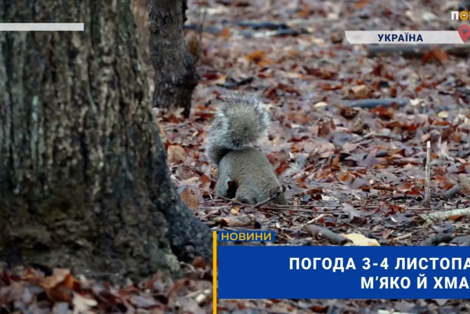 Погляд — новини Київщини онлайн - a0439274-7b8f-4a12-a4a3-faaa995f0b91 - зображення